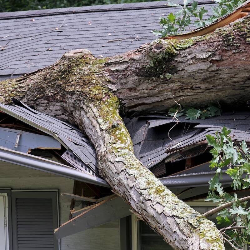 A heavy oak tree falls on a house during a storm buckling and crushing it close up; large tree; tree; falls; heavy; roof; storm damage; storm; weather; down; house; home; oak; oak tree; damage; crush; crushed; impaled; insurance; act of God; building; arcitecture; impaled; split; brnches; tree trunk; nature; assunder; smashing; totaled; insured; collapsing; collapsed; siding; ripped apart; crushing; destoyed; trashed; destruction; totaling; insurance; home; home insurance; insurance coverage; homeowners policy; insurance policy; dangerous; unpredictable; damaged; ripped apart; damaged; destruction; tragic; heavy; structure; unforeseen; accident; Tree falls on house; tree destroys home; buckled